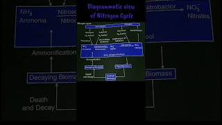 Nitrogen Cycle  must read description biologynotes biologydiagramsveryeasy class11 cbse neet [upl. by Yedoc]