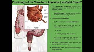 The Appendix amp Basics of Tonsils and Peyers Patches [upl. by Tallbot]