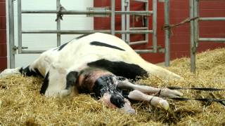 The difficult birth of a baby calf  extraordinary [upl. by Schonfield280]