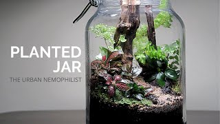 Planted Jar  How to make a nature terrarium  DIY nature terrarium built [upl. by Ehcropal]