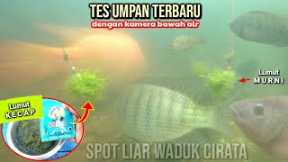 Lihat reaksi ikan yang banyak ini terhadap umpan lumut murni vs lumut yang dicampur kecap [upl. by Lednahs394]