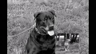 Les propriétés antiseptiques de la salive canine [upl. by Llertnom]