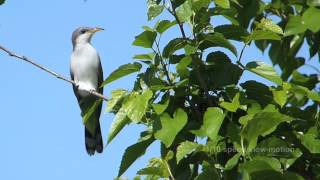 Yellowbilled Cuckoo flight slow motion May 2014 W Florida [upl. by Samot]