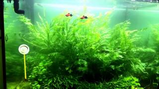 Bolbitis Heudelotii time lapse [upl. by Christoph]