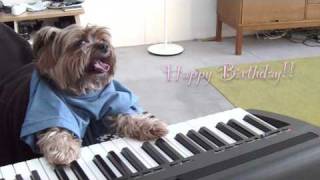 play that birthday keyboard dog [upl. by Timmie]