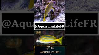 lutjanus kasmira fish reef reeftank aquarium youtube ytshorts shorts tiktok documentary [upl. by Adlen]