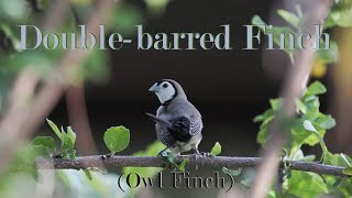 Cute Doublebarred Finch  Backyard Birds  Canon R7  Sigma 150600mm C lens 4K [upl. by Saitam469]