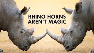 Rhinos are Unicorns but their Horns aren’t Magic [upl. by Cotter]