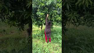 MANGO HARVESTING WITH MY AMMA  South Indian Village Vlog [upl. by Tesler176]