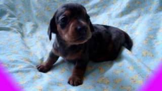 cute little barking mini dachshund puppy [upl. by Laaspere155]