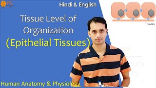 Tissue Level of Organization Part 1 Epithelial Tissue  Human Anatomy and Physiology [upl. by Nidnarb]