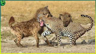 10 Horrifying Moments When Leopards Turned into Prey [upl. by Yorgos]