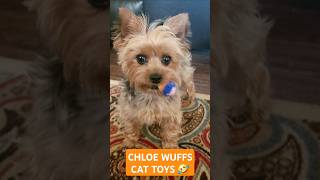 Chloe 🐕 wuffs 💕 kitty 😺 cat 🐈 toys 🧸 shorts yorkies cutedog viralshort [upl. by Shirk]