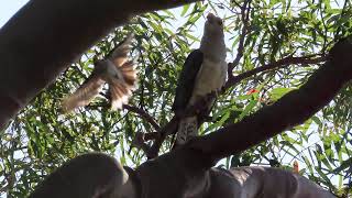 A Channelbilled Cuckoos life is not a peaceful one [upl. by Lepper561]