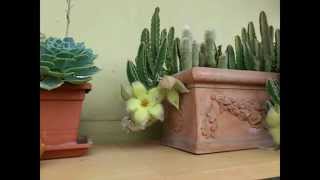 Stapelia Desmetiana Serena Timelapse [upl. by Ithaman]