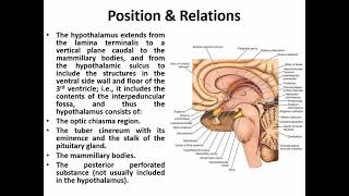 Anatomy of the diencephalon Basic amp applied part II [upl. by Even]