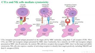 Chapter 10 Cellmediated Cytotoxicity [upl. by Solitta]