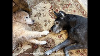 Happy Senior Great Dane amp Golden Retriever Enjoy Nap Time Together [upl. by The80]