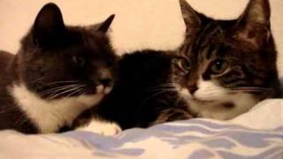 2 Katzen sprechen miteinander [upl. by Pettifer]