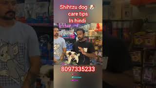 shihtzu dog breed caring tips in Hindi shihtzu dog or puppy shihtzu dog petcare shorts [upl. by Azerila]