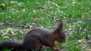 Eichhörnchen bei der Futtersuche  Squirrel searching food  Close up  slow motion [upl. by Ennaillek]