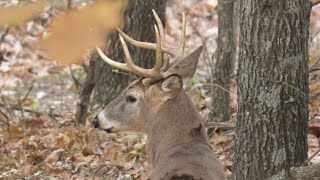 5 Ways To Create Buck Bedding Areas [upl. by Nevaeh]