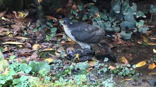 Sparrowhawk catches another Starling  2 [upl. by Eirallih]