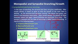 Monopodial and sympodial growth [upl. by Alraep371]