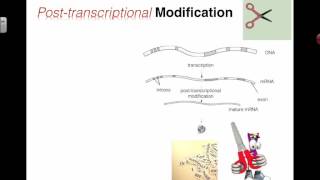 PostTranscriptional Modification 2016 IB Biology [upl. by Nodyroc]