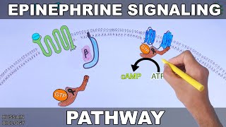 Epinephrine Signaling Pathway [upl. by Anwadal]