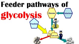 Feeder pathways of glycolysis [upl. by Sumetra269]