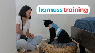 How To Harness Train Your Cat [upl. by Donny]