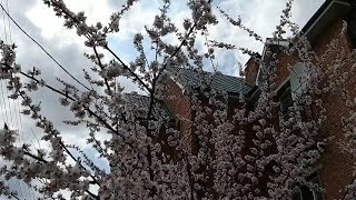 Fruit trees in bloom Russia Astrakhan city [upl. by Zetroc532]