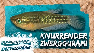 WAS KNURRT IM AQUARIUM  FISCHENZYKLOPÄDIE  Zoo Zajac [upl. by Nygem56]