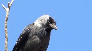 Jackdaw Corvus monedula  Κάργια  Καλιακούδα  Κολίος  Cyprus [upl. by Riker]