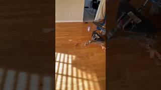 Asmr wood floor removal 🤯satisfying asmrsounds glue asmr stuck concrete video shortvideo [upl. by Aldo787]