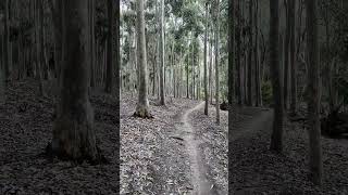 Lysterfield Lake  VIC AUSTRALIA park lake gumtrees denseforest birds nature asmr relax [upl. by Eceertal653]