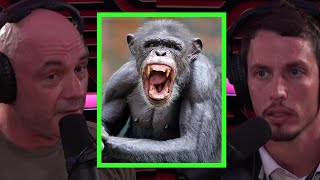 How I Survived a Chimpanzee Attack [upl. by Candy718]