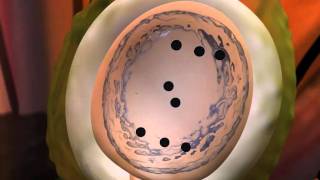 Endosperm development in plants endosperm class12th BIOVEDACLASSZ [upl. by Akeenahs]