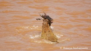 The Great Migration and Crocodiles Hunting Wildebeest [upl. by Ordnassela]