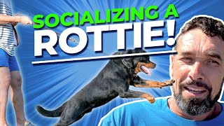 How to Socialize a Dominant Rottweiler [upl. by Lorain]