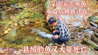 深山溪流养鱼第13天，继续抢救水霉病鲤鱼。县城的鱼又大量死亡 [upl. by Lind354]