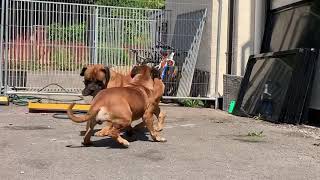 Boerboels getting ready to mate [upl. by Eisak]