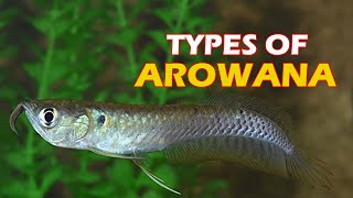 INTRODUCTION amp TYPES OF AROWANA  Silver Arowana Vs Asian Arowana  Get to know types of Arowana [upl. by Aicilanna]