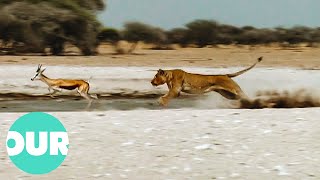 Pride of Lions Pounce On Springbok At Water Hole  Our World [upl. by Domph]