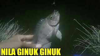 MANCING NILA DI MALAM HARI MENGGUNAKAN UMPAN RACIKAN LUMUT CAMPUR TEPUNG DAN MASAKO [upl. by Hepsiba]