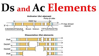 Ds and Ac transposable elements [upl. by Jimmie575]