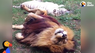 Tiger and Lion Rescued from Breeding Ligers Retire Together  The Dodo Odd Couples [upl. by Ardnwahsal740]