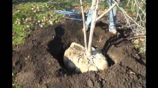 How to plant a balled and burlapped tree [upl. by Htbazile]