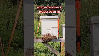 Day 10 of mite treatment wwwoakpointfarmcom honeybees bee farmlife varroa mites [upl. by Bunch]